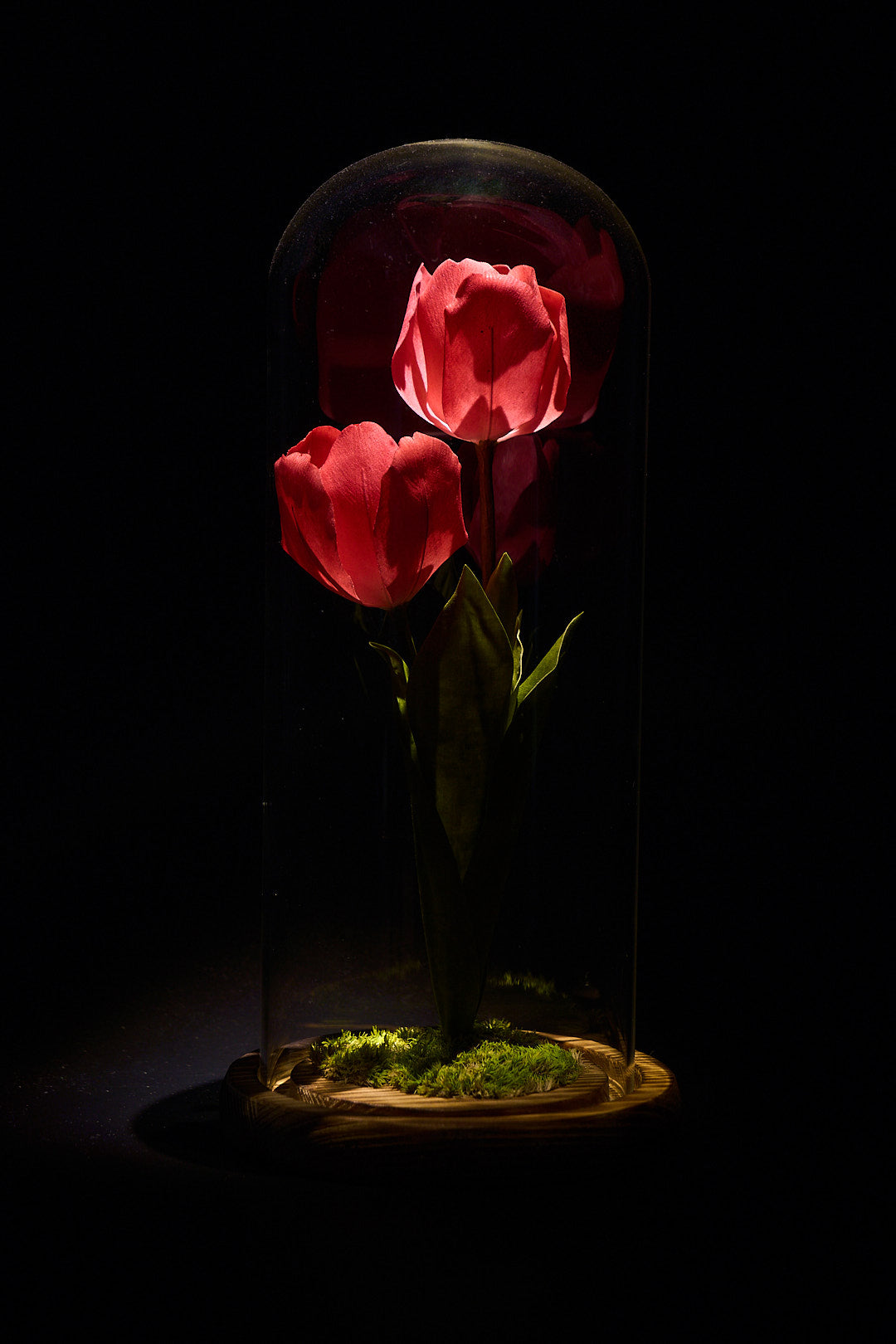 Tulpe - Leidenschaft & Liebe
