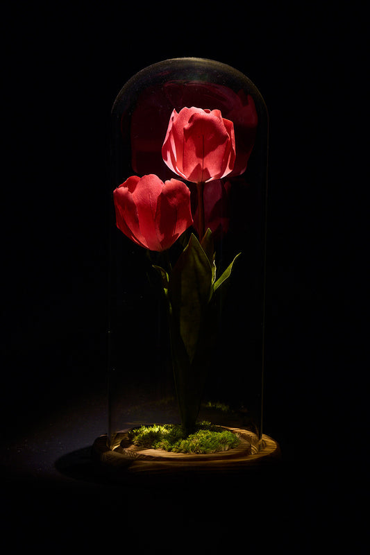 Tulip - Passion & Love