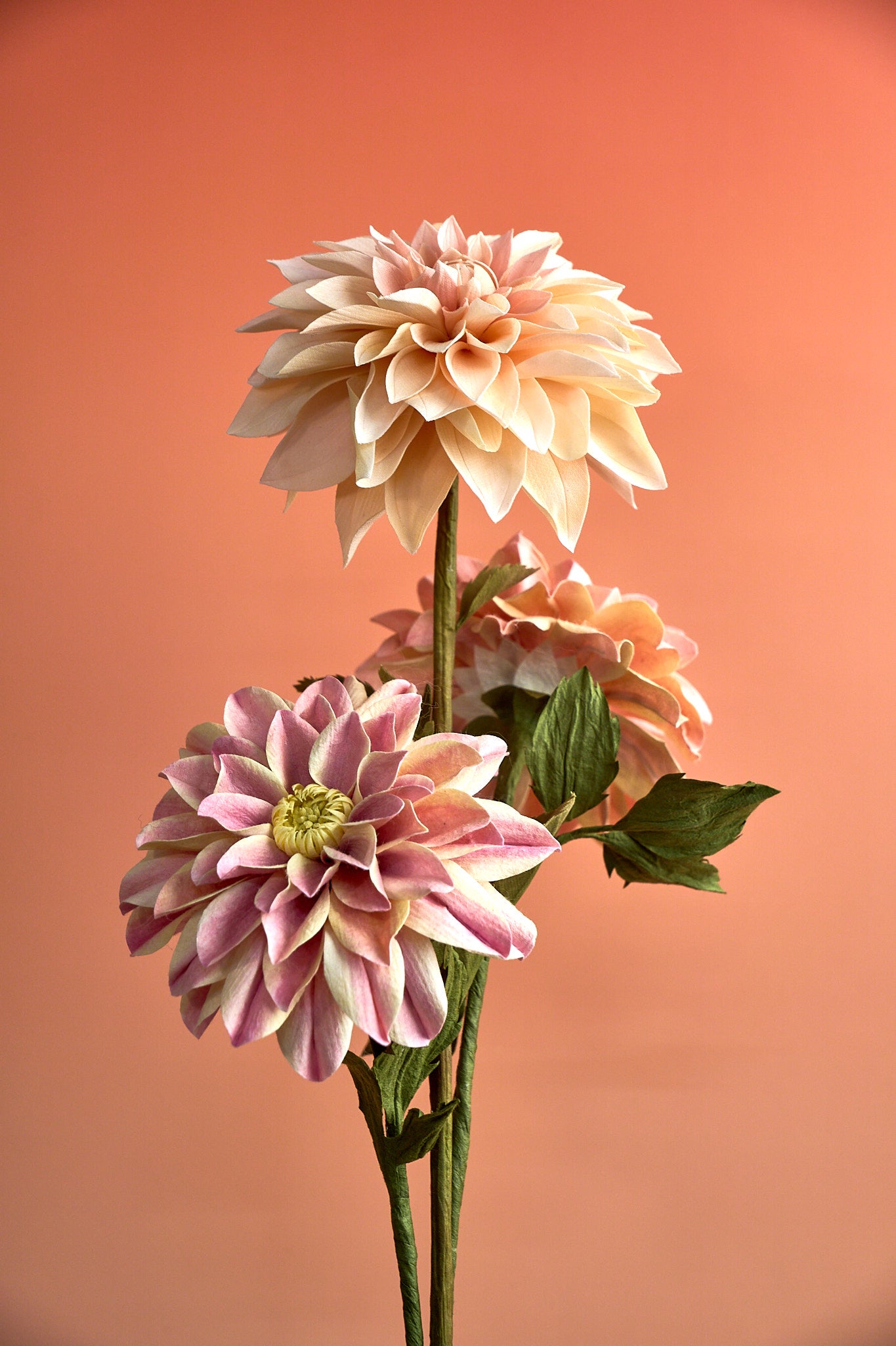 Dahlia - Enthusiasm & Vigor