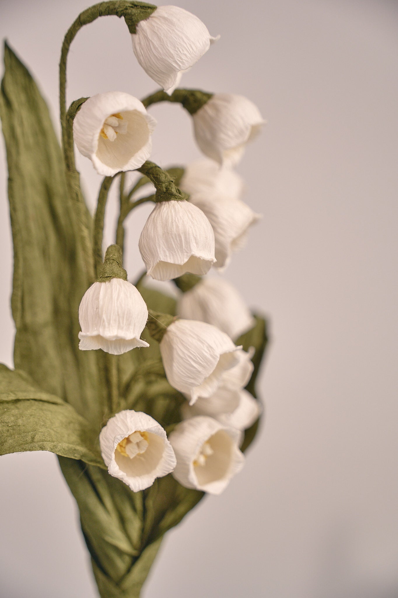 Lily of the valley - May Birthday